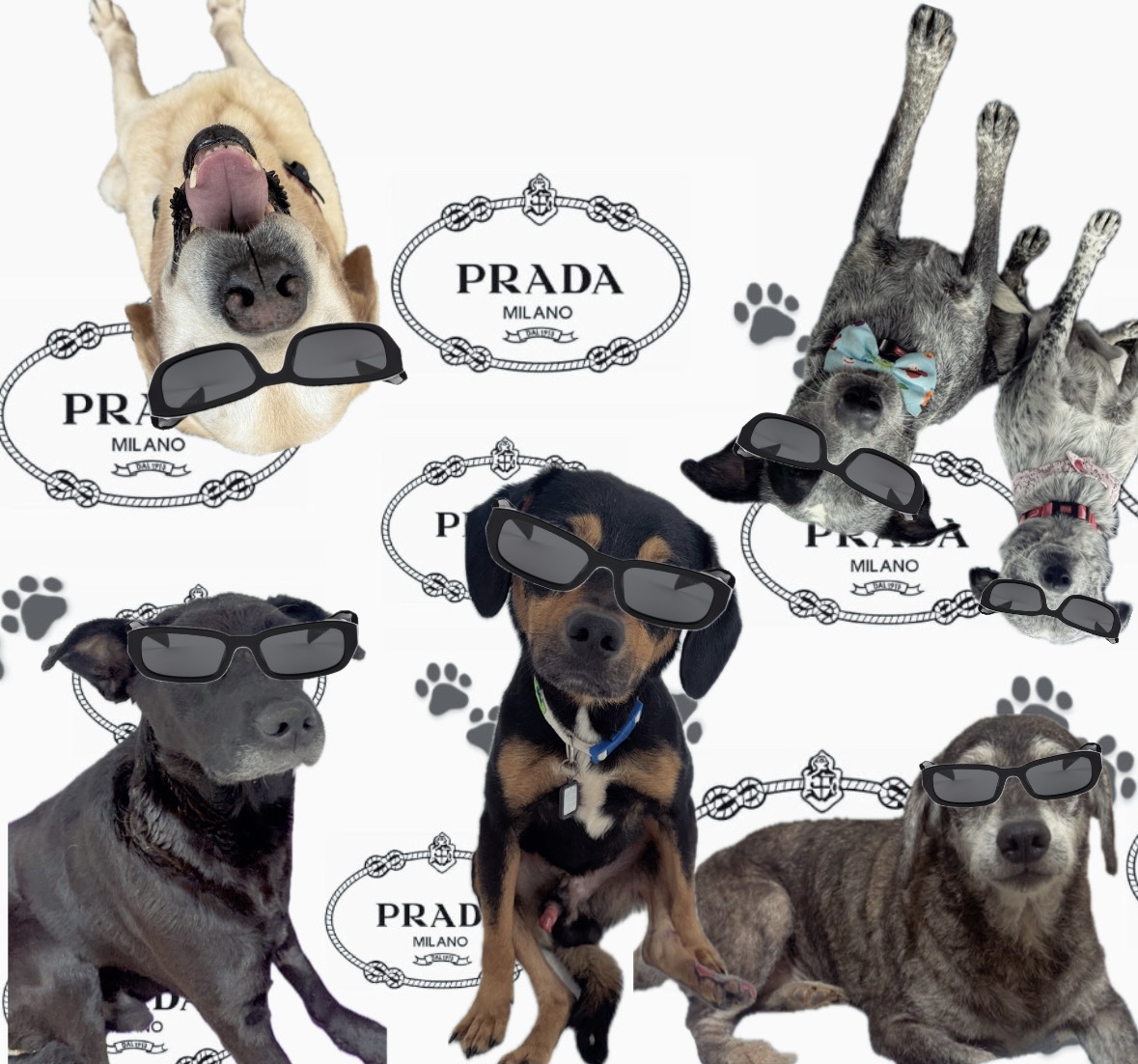 Vacinas 30 cães reforço anual