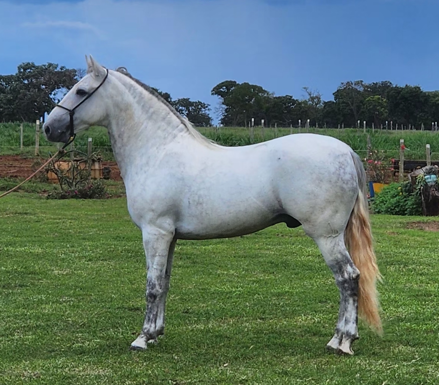 Garanhão MM marcha picada + 3 eguas registradas