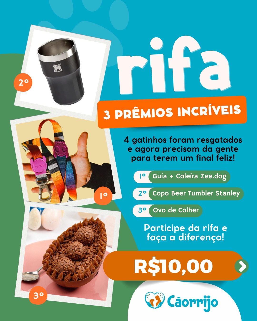 Rifa dos gatinhos Cãorrijo