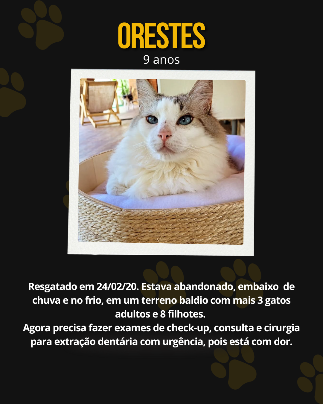 AJUDE A CASA DOS RONRONS!