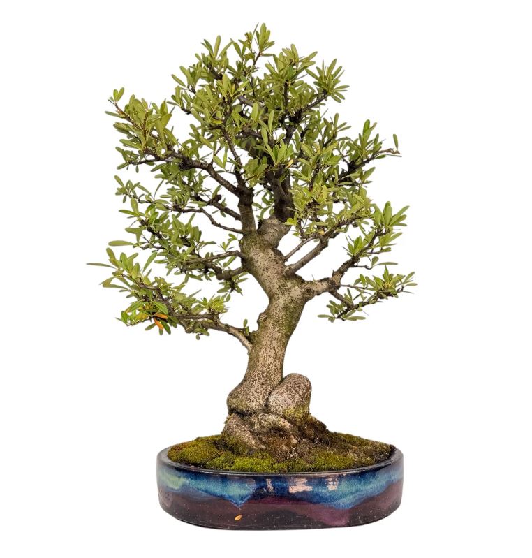 Bonsai de Piracantha 20 anos